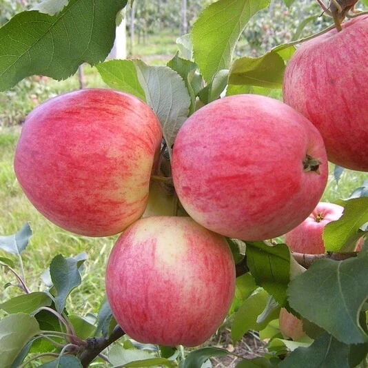 Яблоня "Мелба" Malus domestica 'Melba'