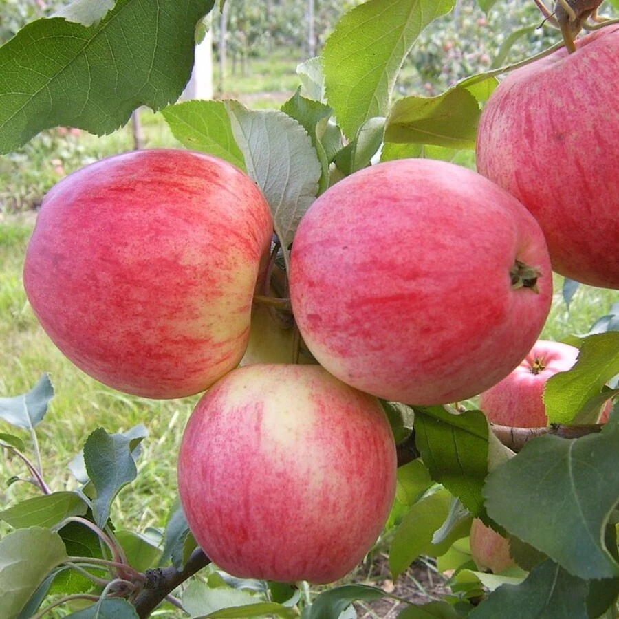 Яблоня "Мелба" Malus domestica 'Melba'