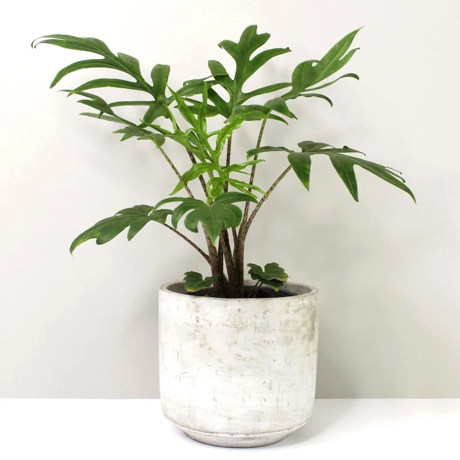 Алоказия Бранцифолия "Пинк Пэйшн" Alocasia brancifolia 'Pink Passion'