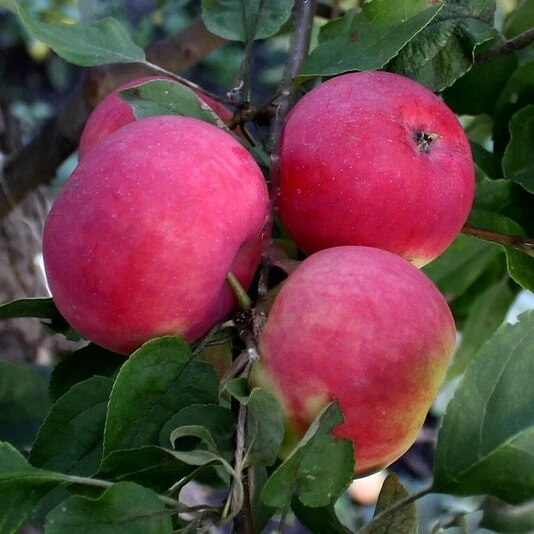 Яблоня "Мантет" Malus domestica 'Mantet'