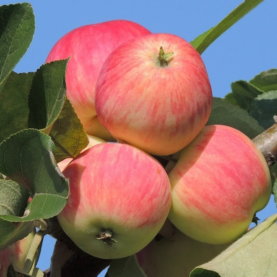 Яблоня "Августа" Malus domestica 'Augusta'