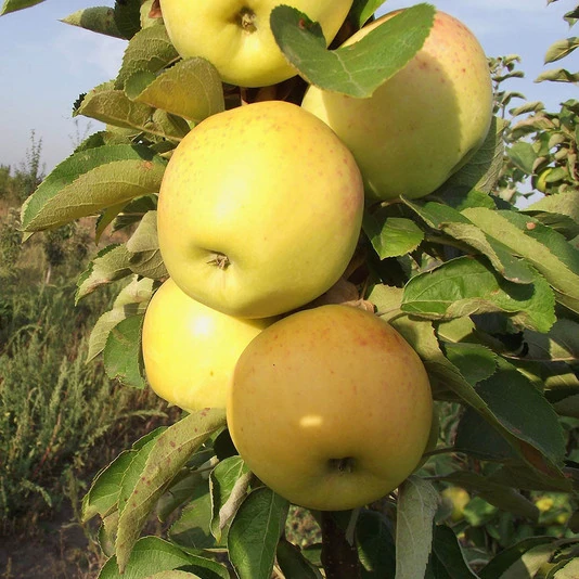 Яблоня "Янтарное ожерелье" Malus domestica 'Yantarnoe Ozherele'