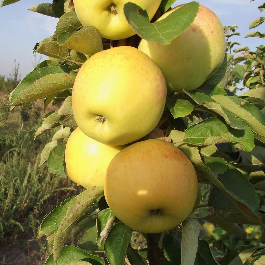 Яблоня "Янтарное ожерелье" Malus domestica 'Yantarnoe Ozherele'