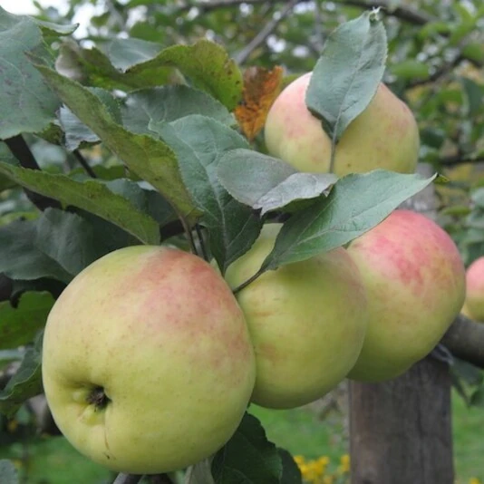 Яблоня "Синап орловский" Malus domestica 'Sinap orlovskiy'