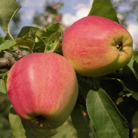 Яблоня "Кандиль орловский" Malus domestica 'Kandil Orlovski'