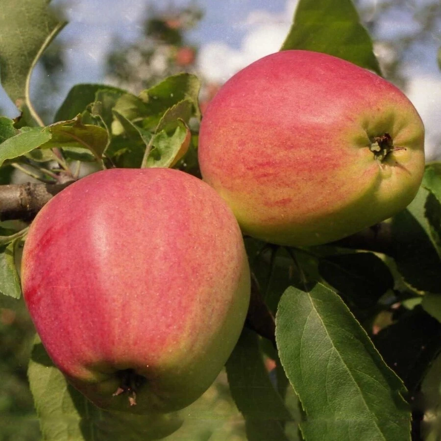 Яблоня "Кандиль орловский" Malus domestica 'Kandil Orlovski'