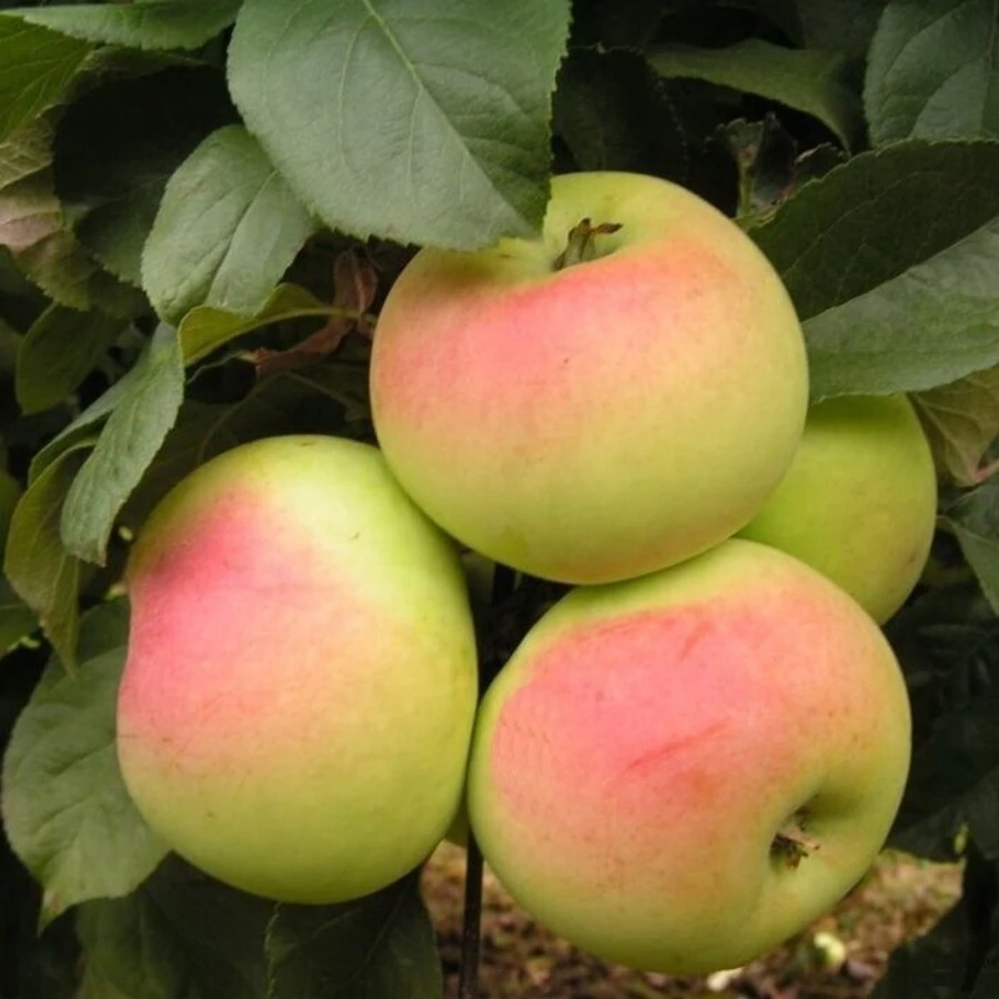Яблоня "Имрус" Malus domestica 'Imrus'