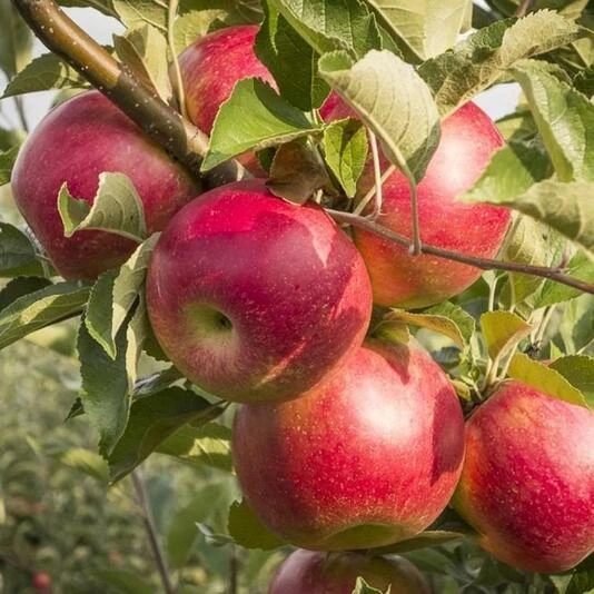 Яблоня "Ветеран" Malus domestica 'Veteran'