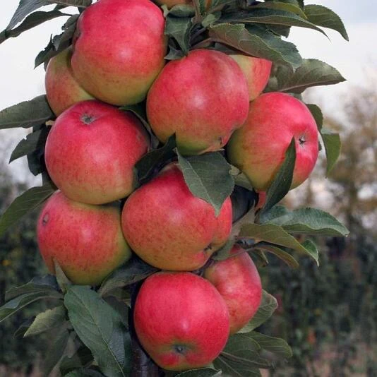 Яблоня "Валюта" Malus domestica 'Valuta'