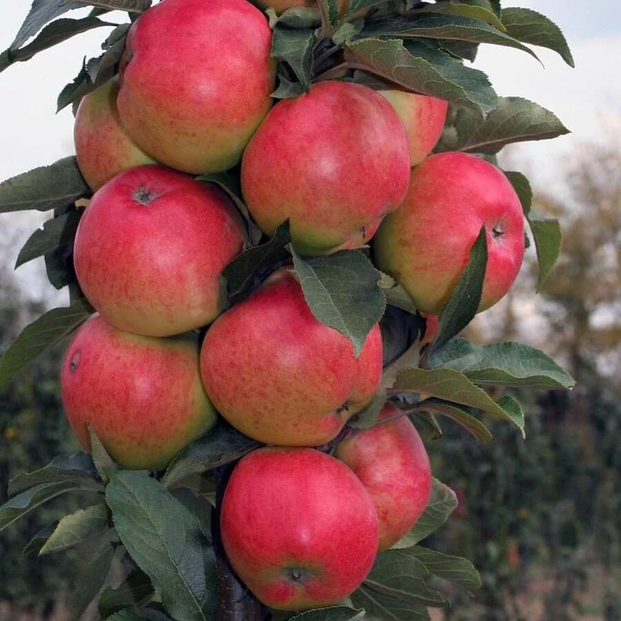 Яблоня "Валюта" Malus domestica 'Valuta'