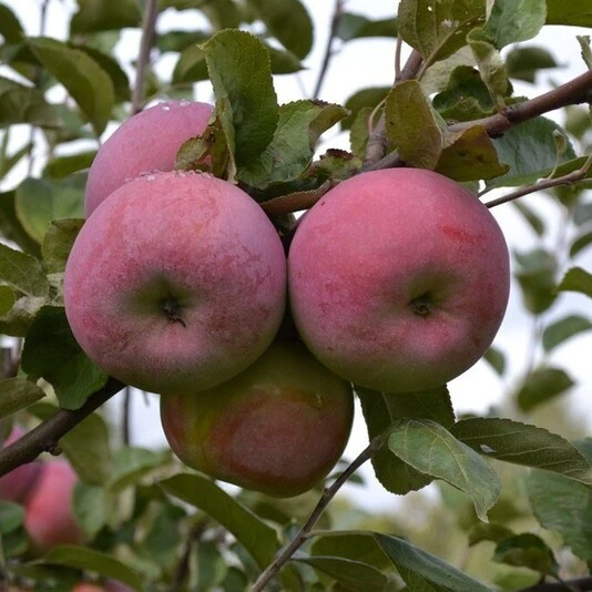 Яблоня "Брянское" Malus domestica 'Bryanskoe'