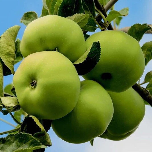 Яблоня "Богатырь" Malus domestica 'Bogatyr'
