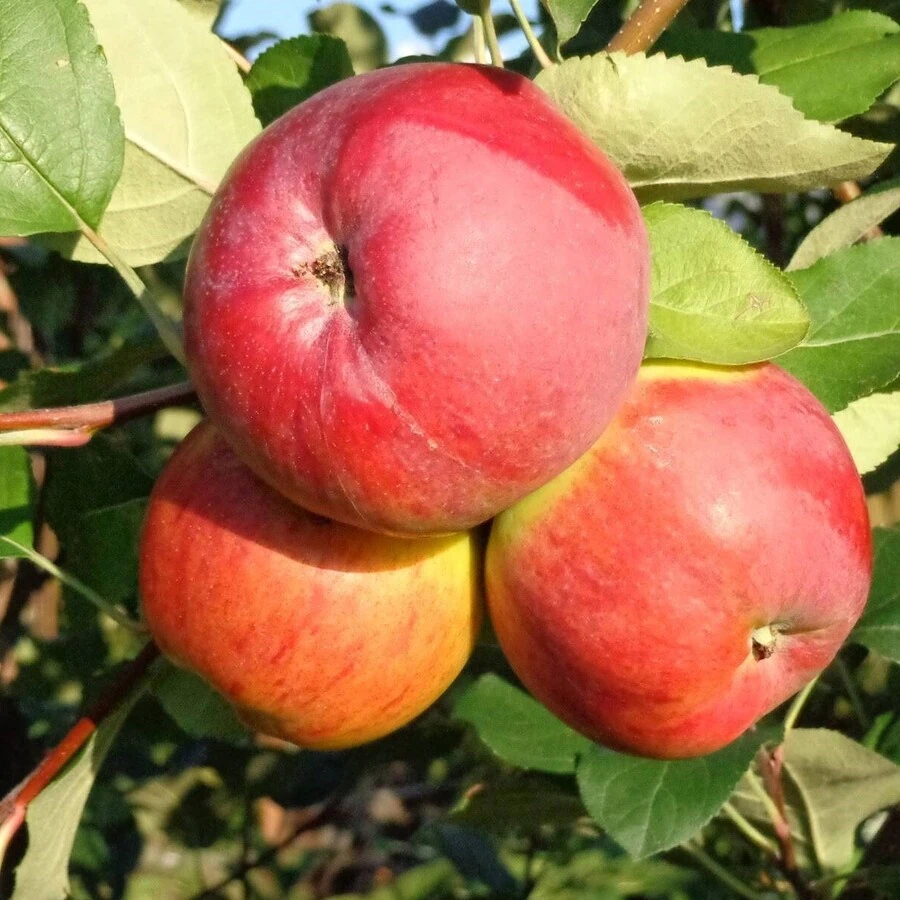 Яблоня "Апрельское" Malus domestica   'Aprel'skoe'