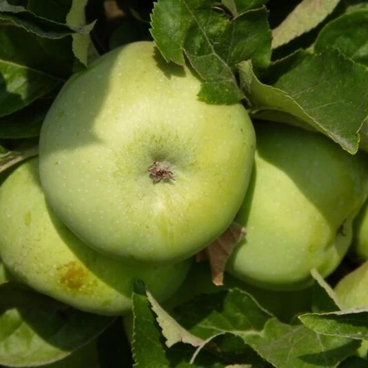 Яблоня "Антоновка обыкновенная" Malus domestica  'Antonovka Obyknovennaya'