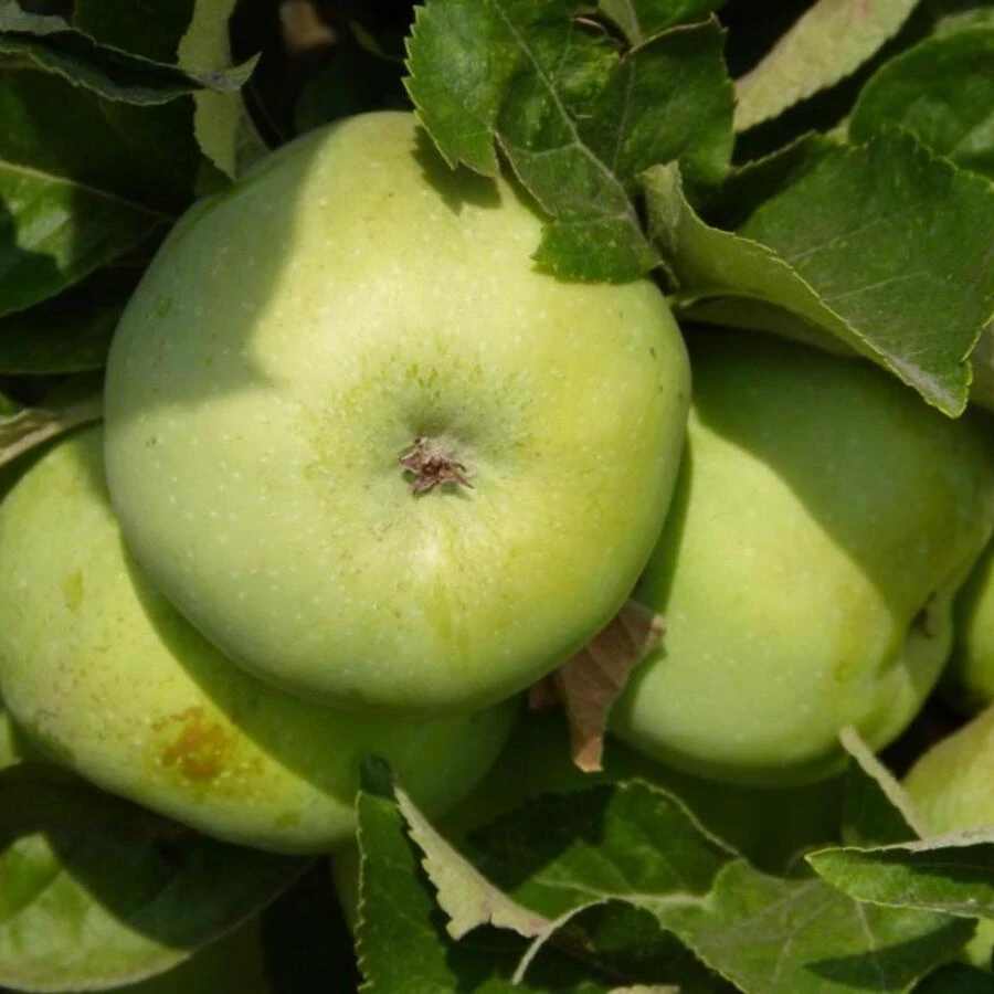 Яблоня "Антоновка обыкновенная" Malus domestica  'Antonovka Obyknovennaya'