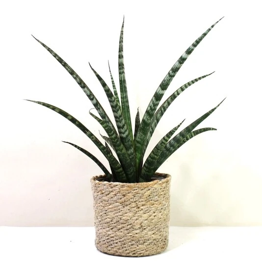 Сансевиерия Меган Sansevieria Trifasciata Megan