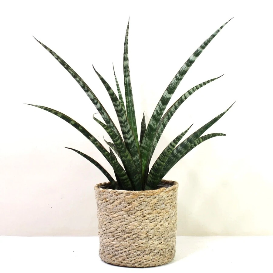 Сансевиерия Меган Sansevieria Trifasciata Megan