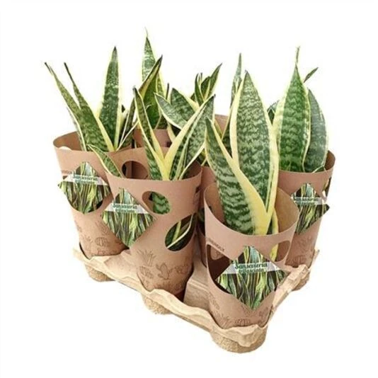 Сансевиерия Трифасциата  Sansevieria Trifasciata Potcover