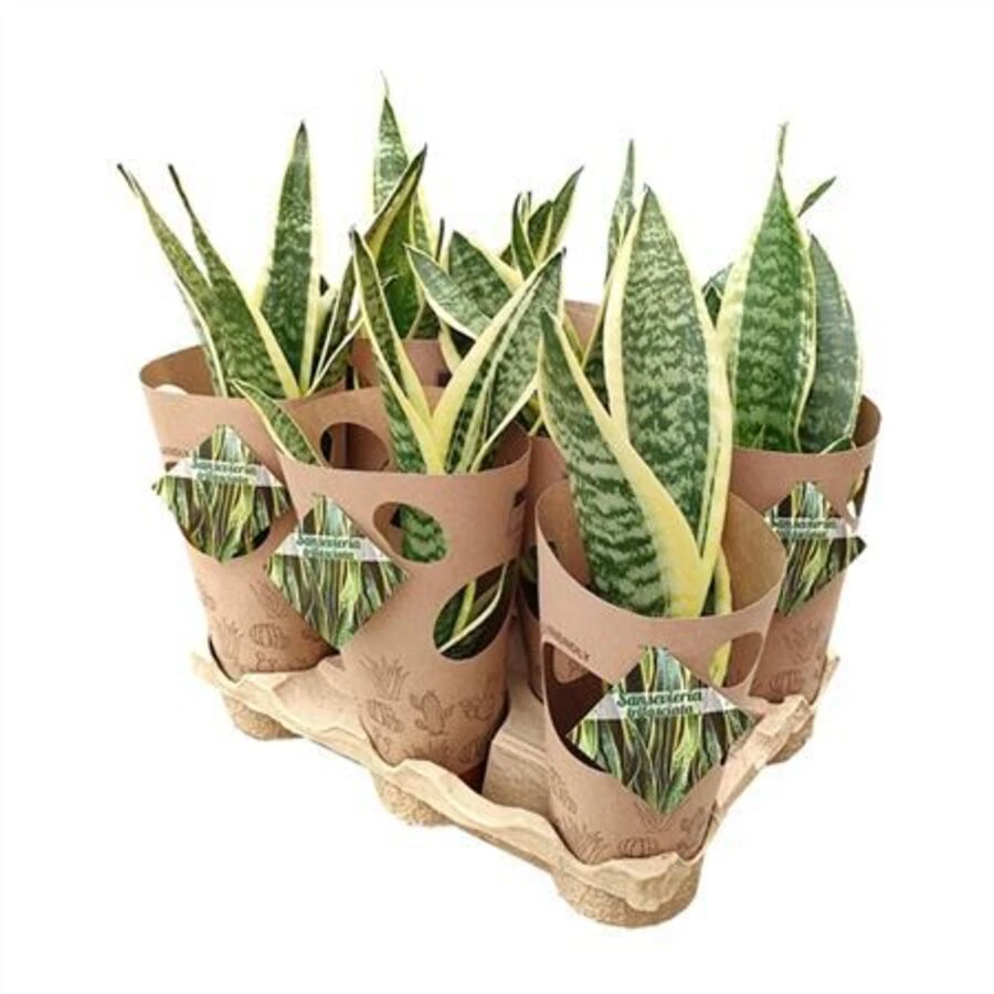Сансевиерия Трифасциата  Sansevieria Trifasciata Potcover