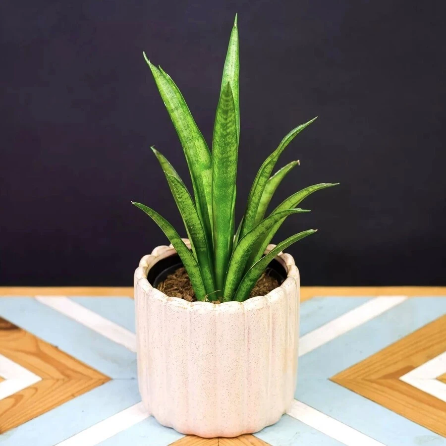 Сансевиерия Трифасциата Тесс Sansevieria Trifasciata Tess