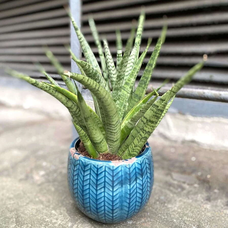 Сансевиерия  Ананас Sansevieria Pineapple