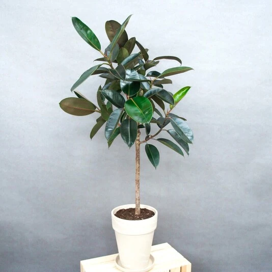 Фикус Эластика Абиджан штамб Ficus Elastica Abidjan on stem