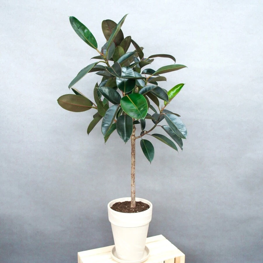 Фикус Эластика Абиджан штамб Ficus Elastica Abidjan on stem