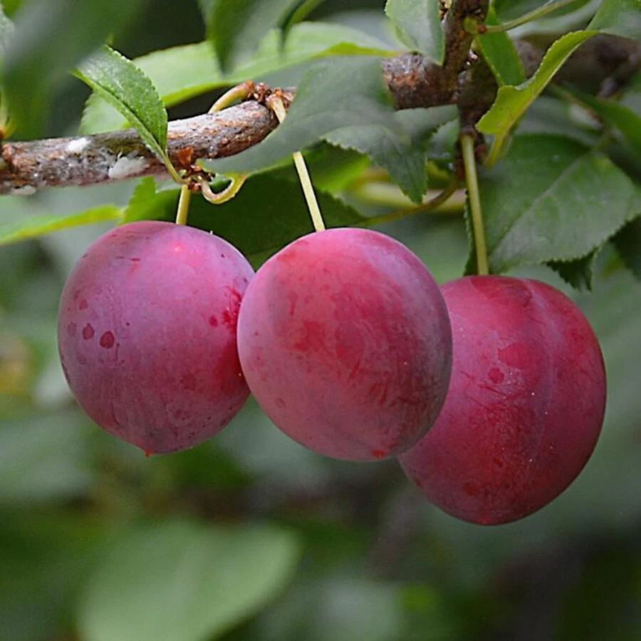 Слива "Конфетная" Prunus domestica 'Konfetnaya'