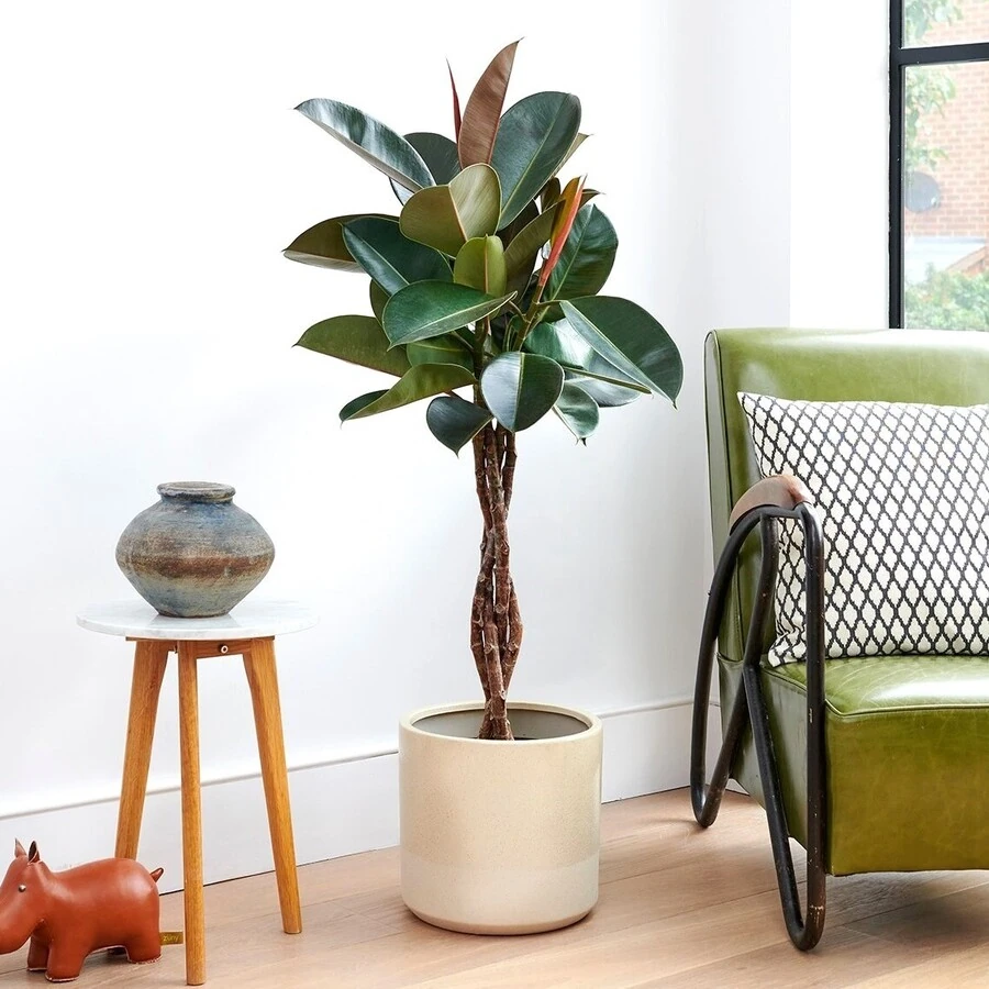 Фикус Эластика Бургунди переплет Ficus Elastica Burgundy Twisted Stem