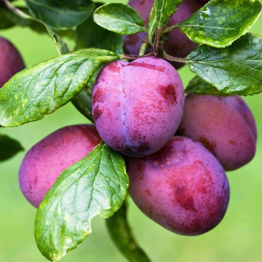 Слива "Дашенька" Prunus domestica 'Dashenka'