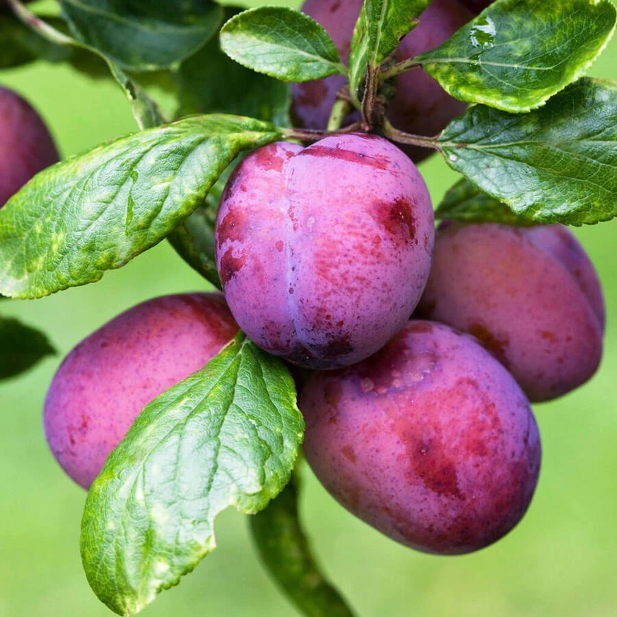Слива "Дашенька" Prunus domestica 'Dashenka'