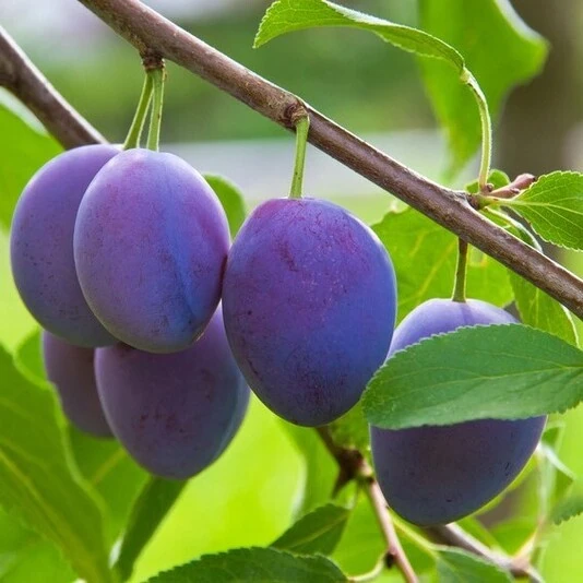 Слива "Богатырская" Prunus domestica 'Bogatyrskaia'