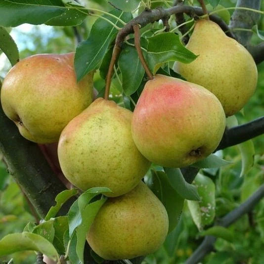 Груша "Памяти Яковлева" Pyrus communis