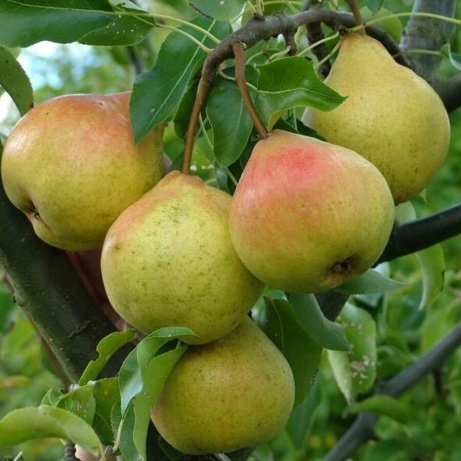 Груша "Памяти Яковлева" Pyrus communis