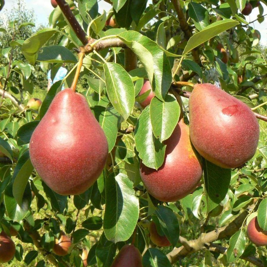 Груша "Нарядная Ефимова" Pyrus communis