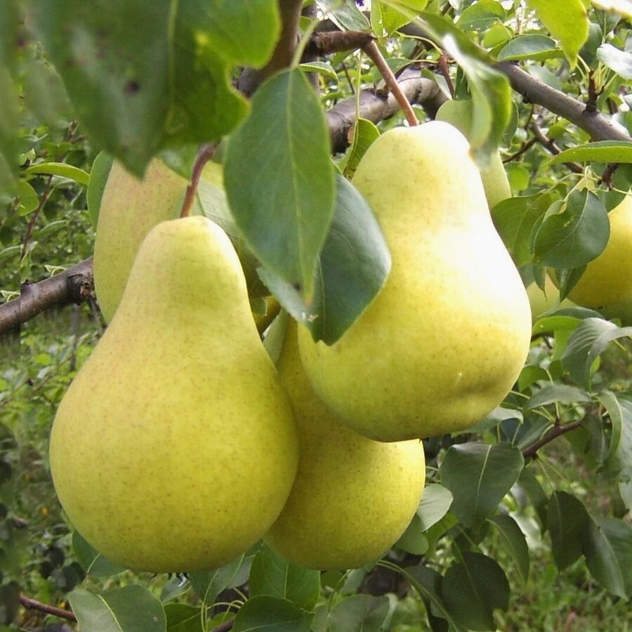 Груша "Чижовская" Pyrus communis 