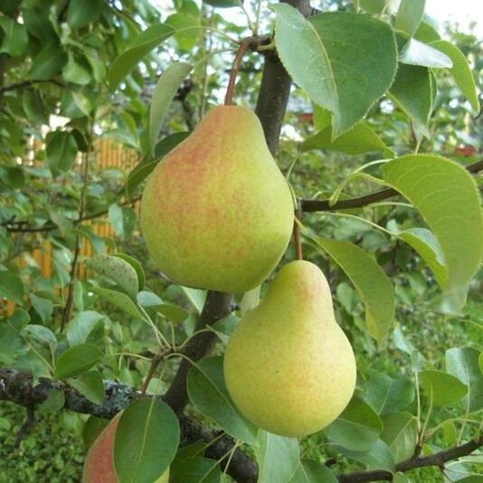 Груша "Скороспелка из Мичуринска" Pyrus communis