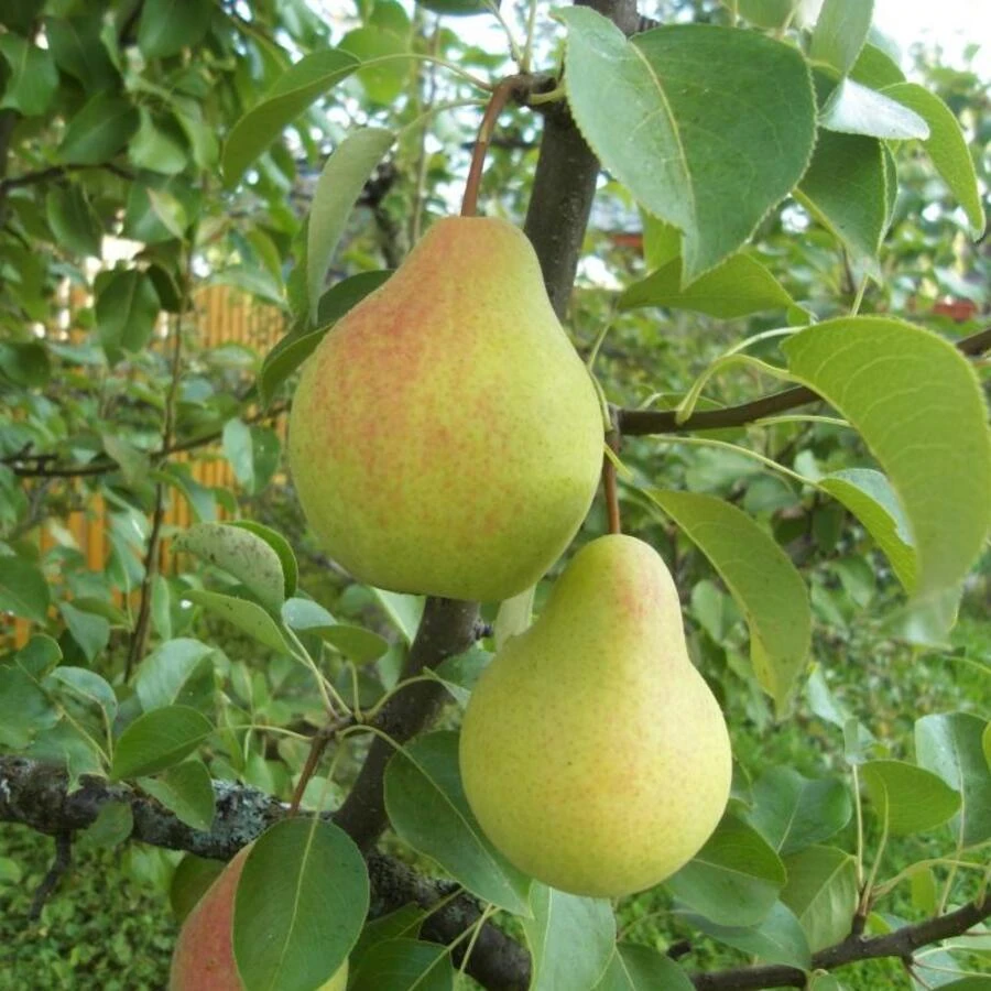 Груша "Скороспелка из Мичуринска" Pyrus communis