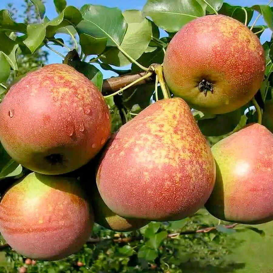 Груша "Мраморная" Pyrus communis