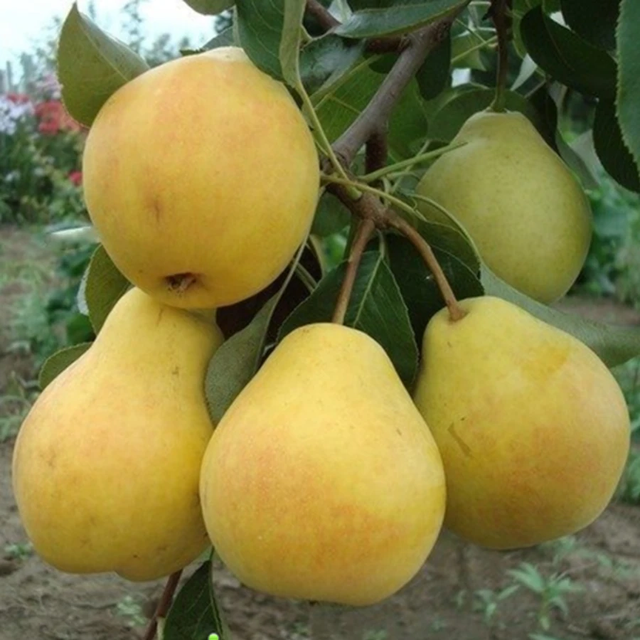 Груша "Лада" Pyrus communis