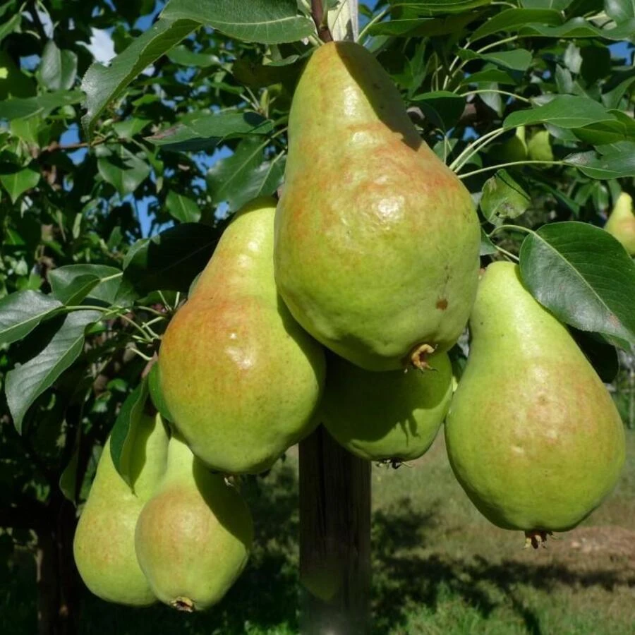 Груша "Видная" Pyrus communis