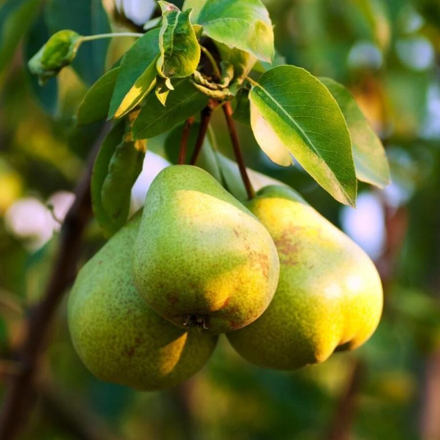 Груша "Велеса" Pyrus communis