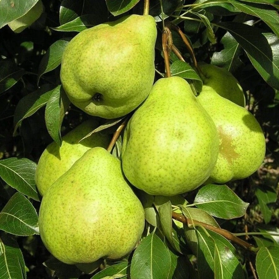 Груша "Августовская роса" Pyrus communis