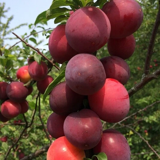 Алыча "Кубанская комета" Prunus rossica