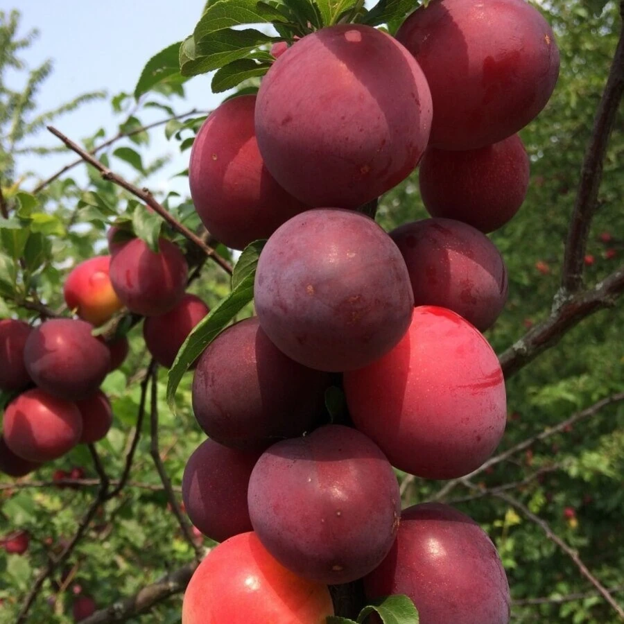Алыча "Кубанская комета" Prunus rossica