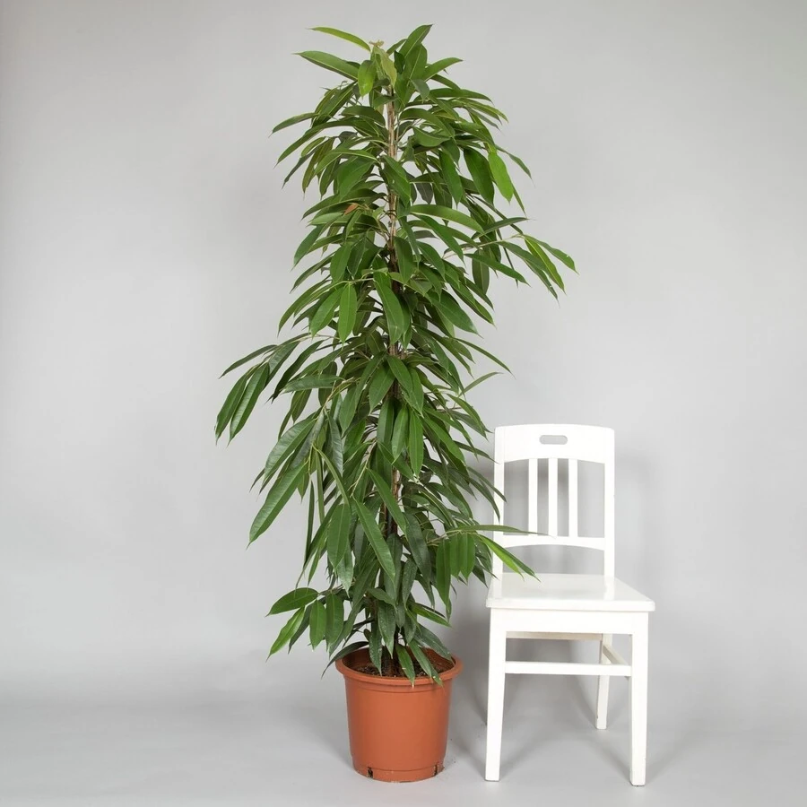 Фикус Бин Али Королевская Колонна Ficus Bin Alii King Zuil 