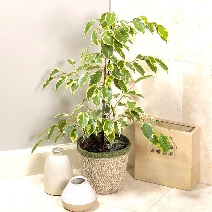 Фикус Бенджамина Саманта Ficus Benjamina Samantha