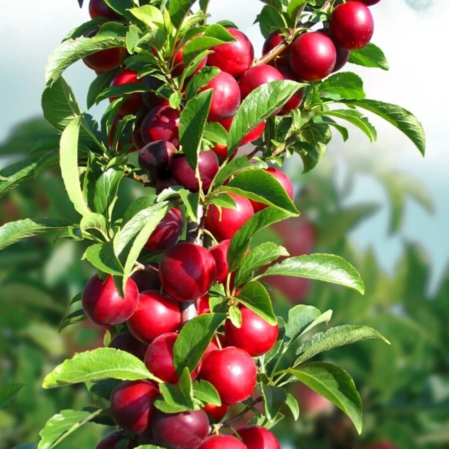 Алыча "Колонновидная" Prunus hybrida