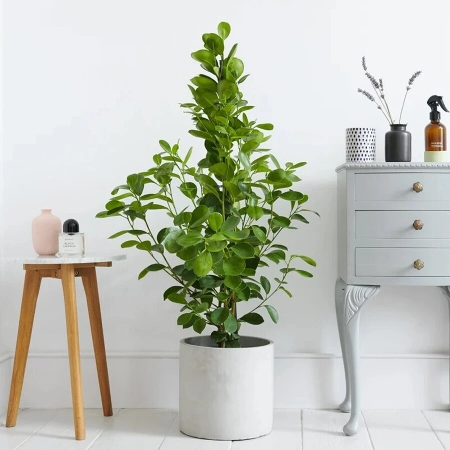 Фикус Микрокарпа Моклейм Ficus Microcarpa Moсlame