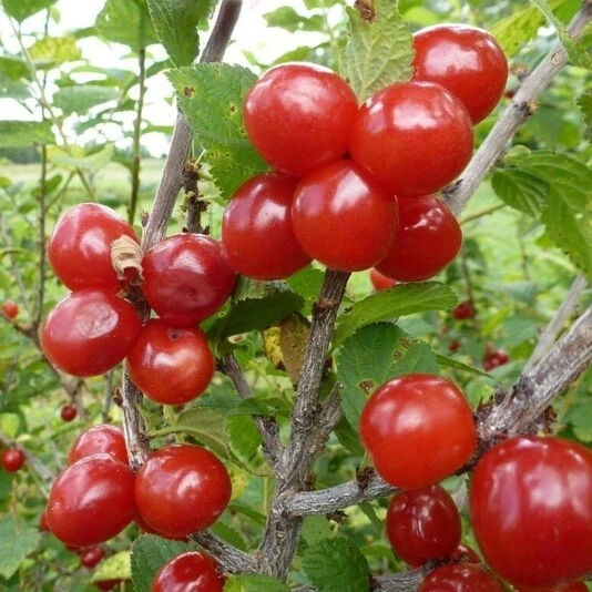 Вишня войлочная "Царевна"